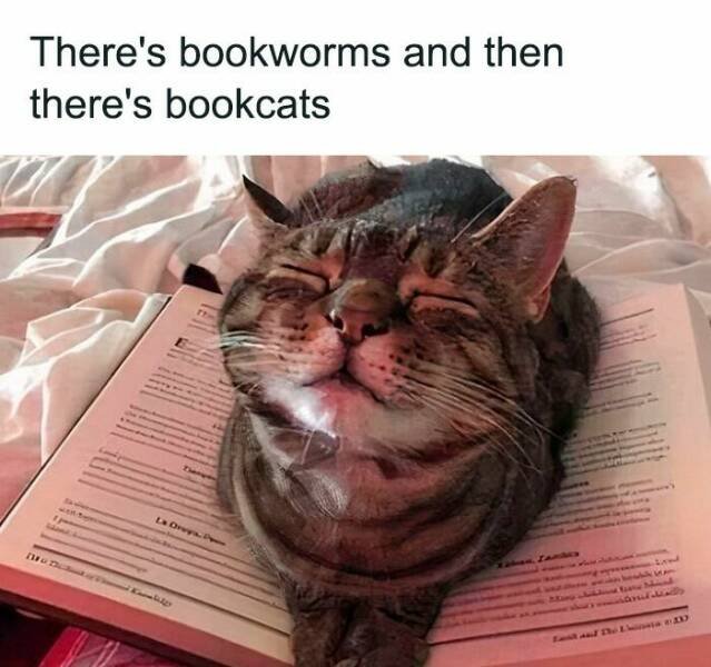 Memes For Cat Lovers (25 pics)