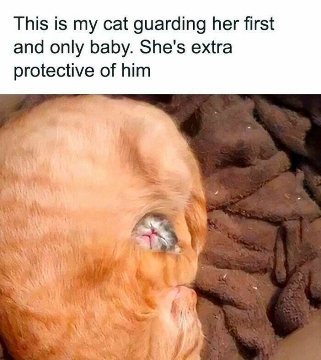 Memes For Cat Lovers (25 pics)
