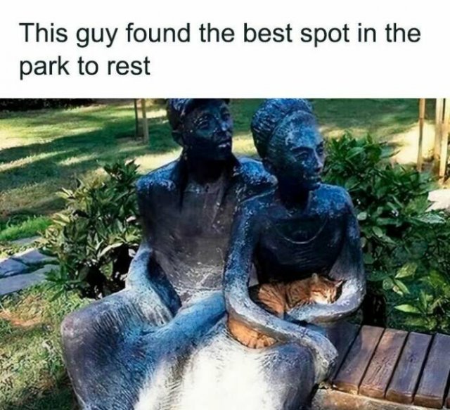 Memes For Cat Lovers (25 pics)