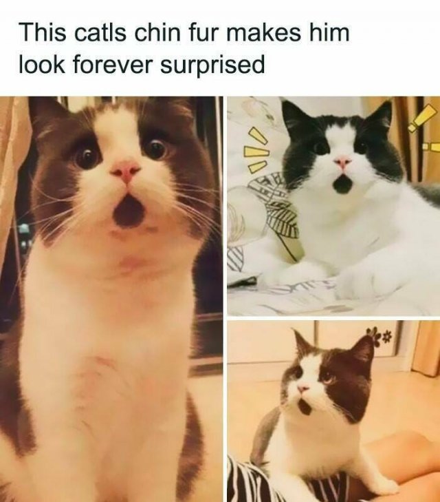 Memes For Cat Lovers (25 pics)