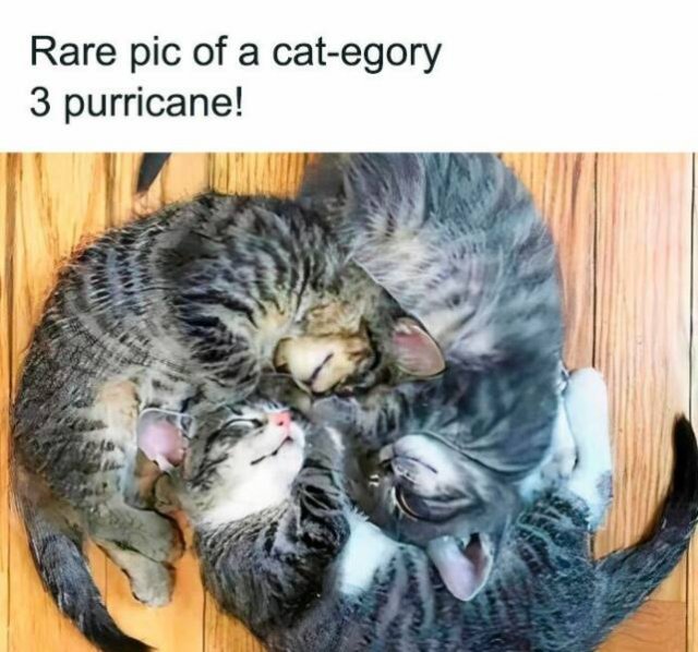 Memes For Cat Lovers (25 pics)