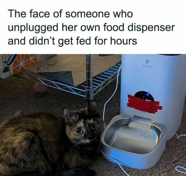 Memes For Cat Lovers (25 pics)
