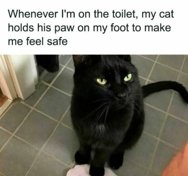 Memes For Cat Lovers (25 pics)