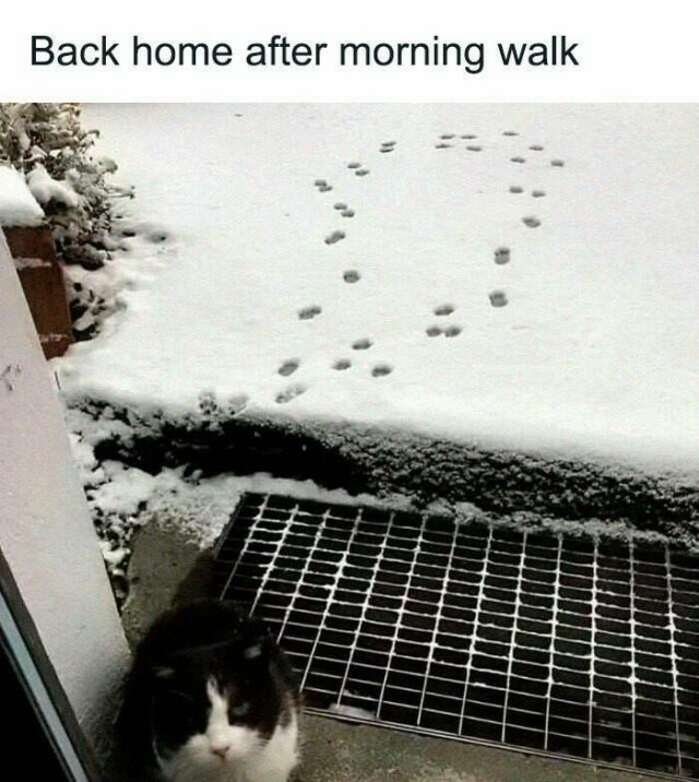 Memes For Cat Lovers (25 pics)