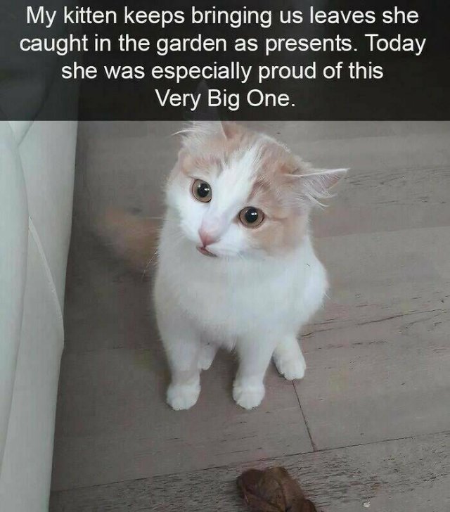Memes For Cat Lovers (25 pics)