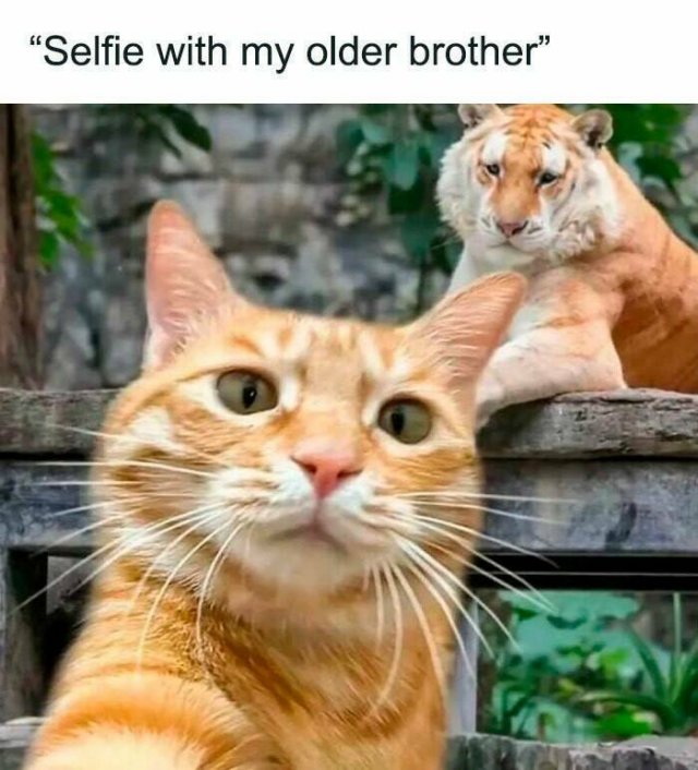 Memes For Cat Lovers (25 pics)