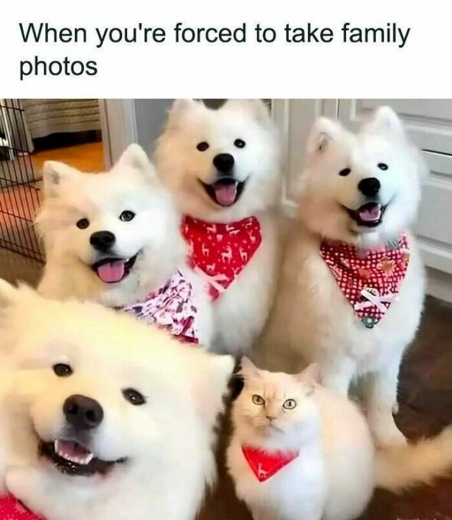Memes For Cat Lovers (25 pics)