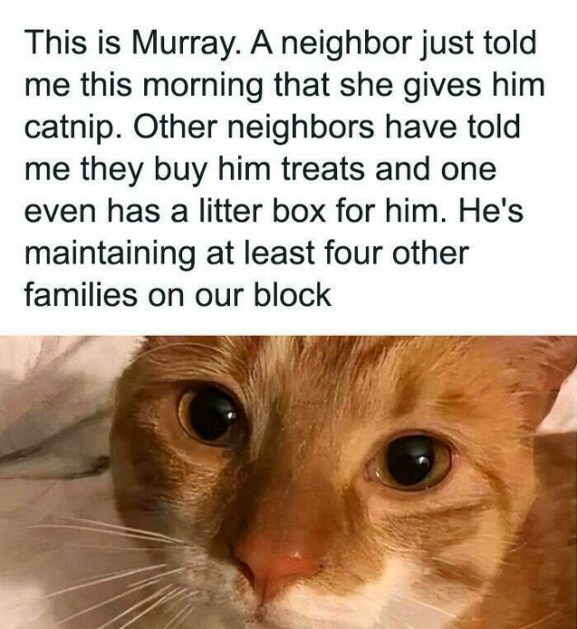 Memes For Cat Lovers (25 pics)