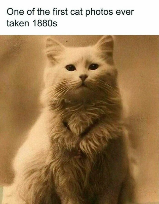 Memes For Cat Lovers (25 pics)