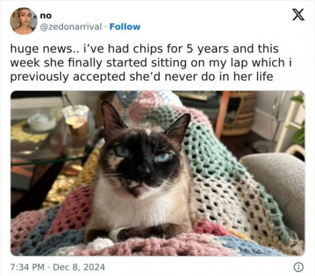 Memes For Cat Lovers (25 pics)