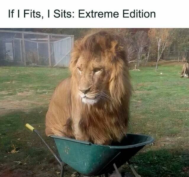 Memes For Cat Lovers (25 pics)