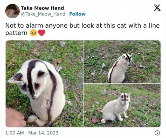 Memes For Cat Lovers (25 pics)