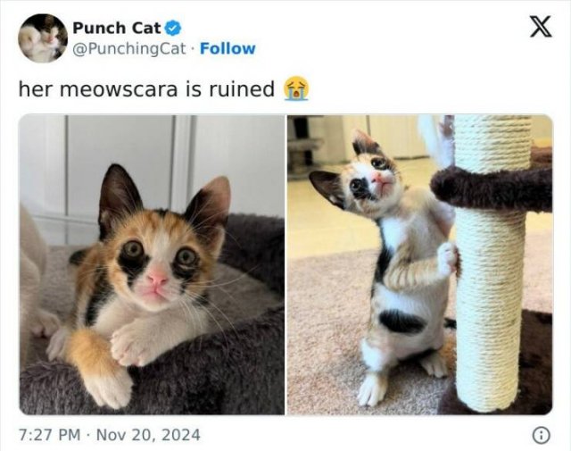 Memes For Cat Lovers (25 pics)