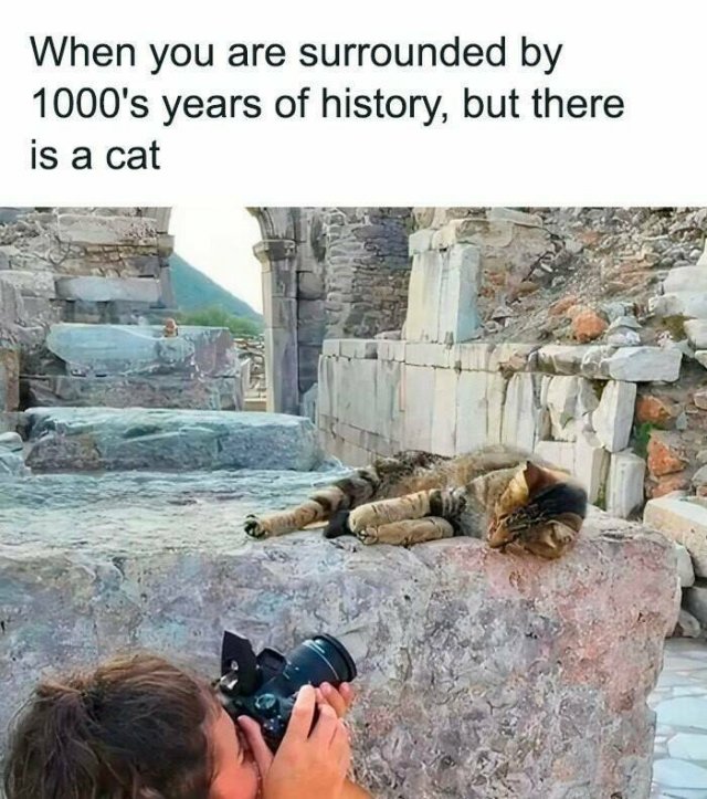 Memes For Cat Lovers (25 pics)
