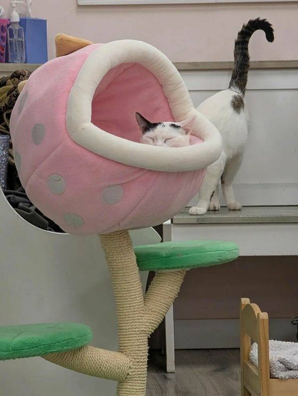 Optical Illusions (34 pics)