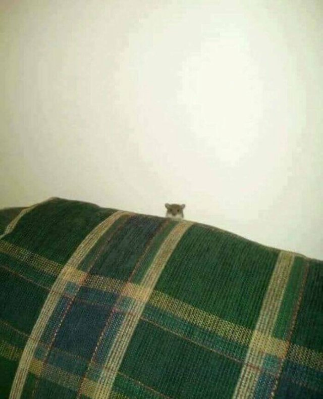 What Is Going On Here? (20 pics)