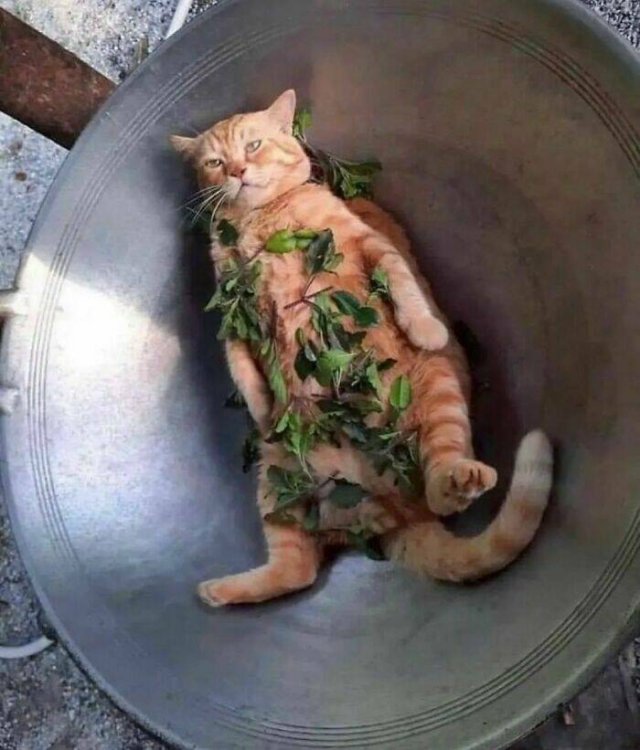 What Is Going On Here? (20 pics)