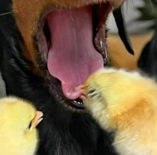 What Is Going On Here? (20 pics)
