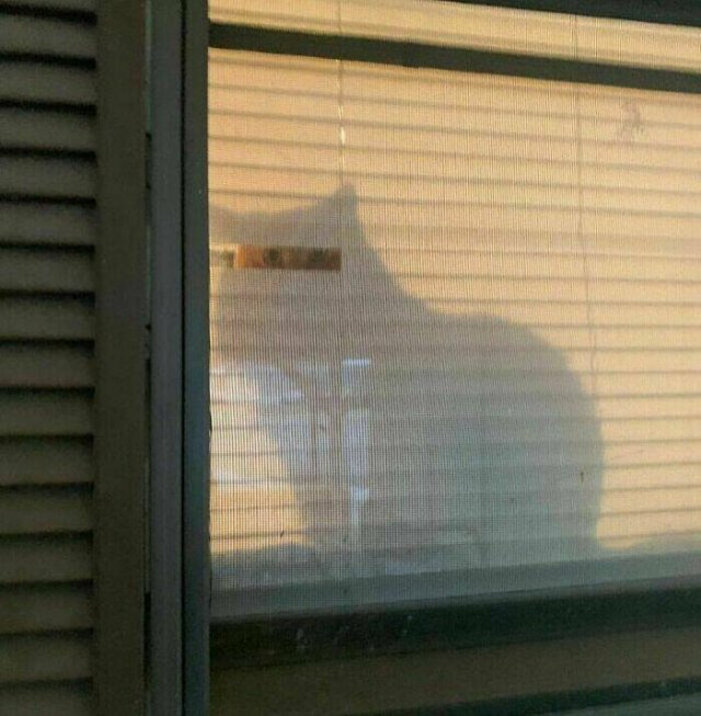 What Is Going On Here? (20 pics)