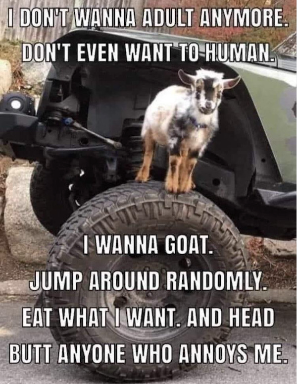 Funny Memes (42 pics)