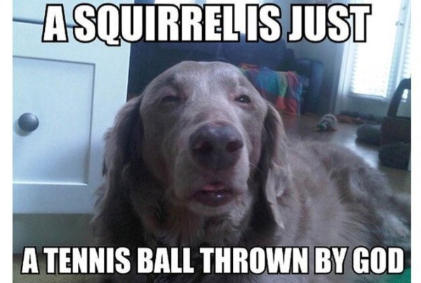 Funny Memes (42 pics)