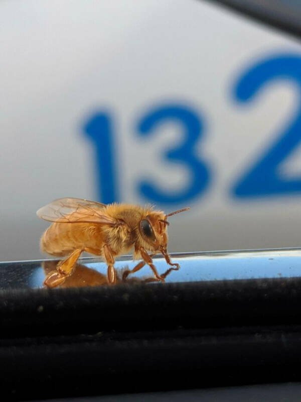 Unusual Things From Around The World (23 pics)