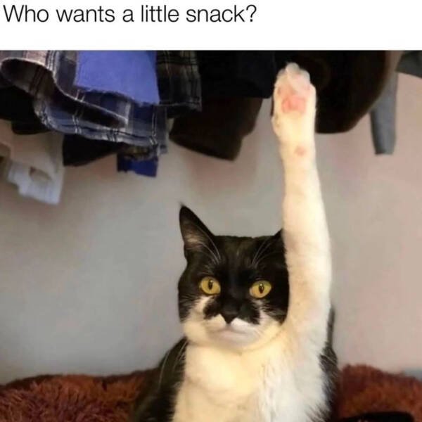 Memes For Cat Lovers (28 pics)