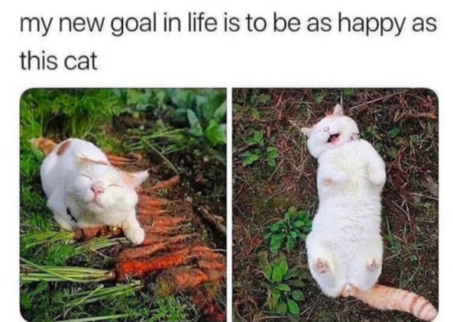 Memes For Cat Lovers (28 pics)