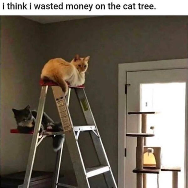 Memes For Cat Lovers (28 pics)