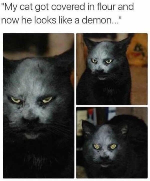 Memes For Cat Lovers (28 pics)