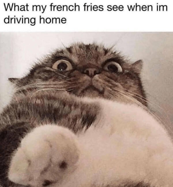 Memes For Cat Lovers (28 pics)