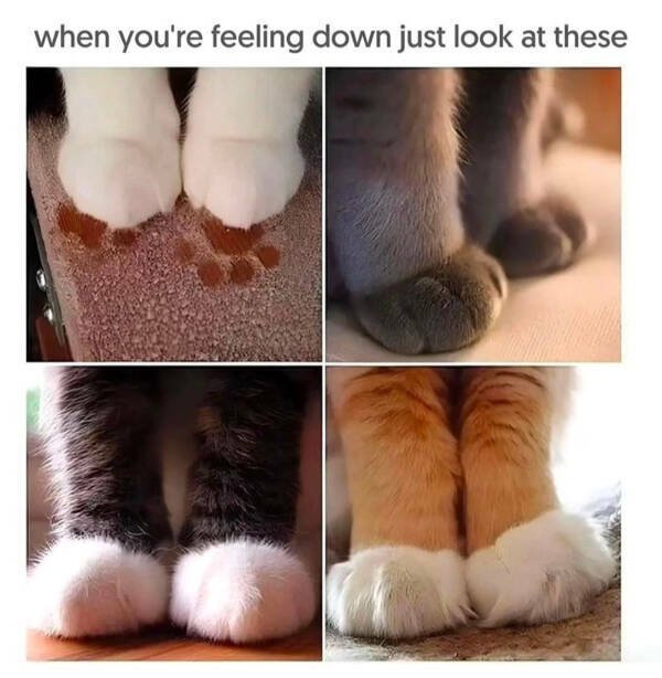 Memes For Cat Lovers (28 pics)