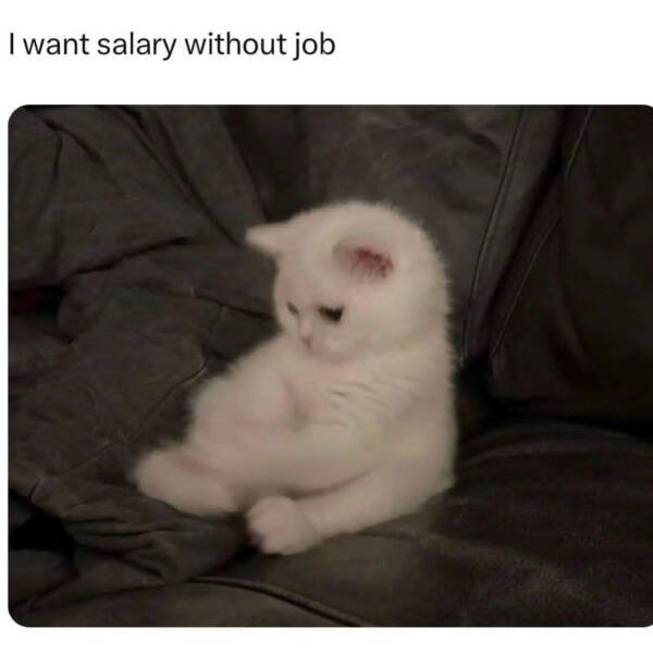 Memes For Cat Lovers (28 pics)