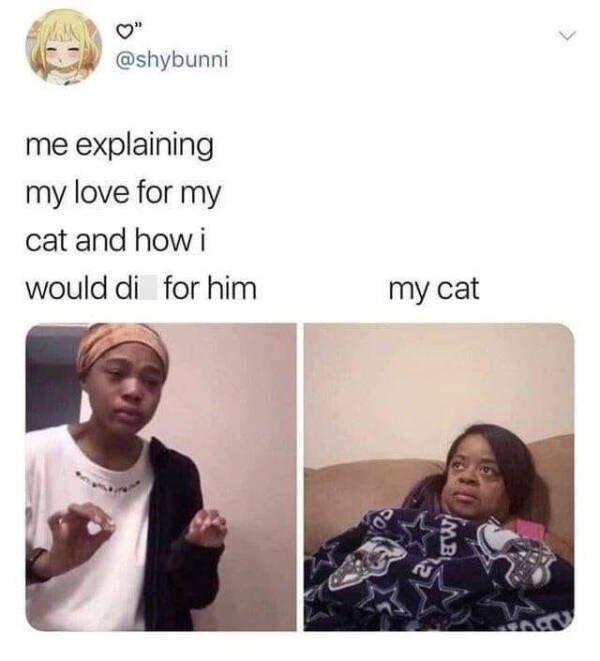 Memes For Cat Lovers (28 pics)