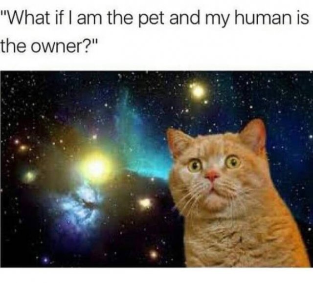 Memes For Cat Lovers (28 pics)