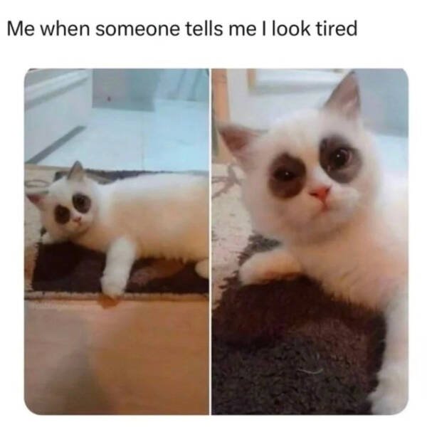 Memes For Cat Lovers (28 pics)