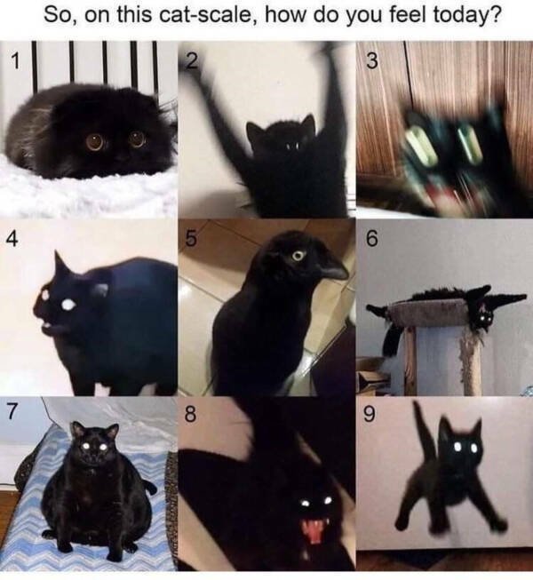 Memes For Cat Lovers (28 pics)