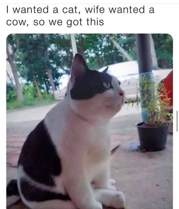 Memes For Cat Lovers (28 pics)