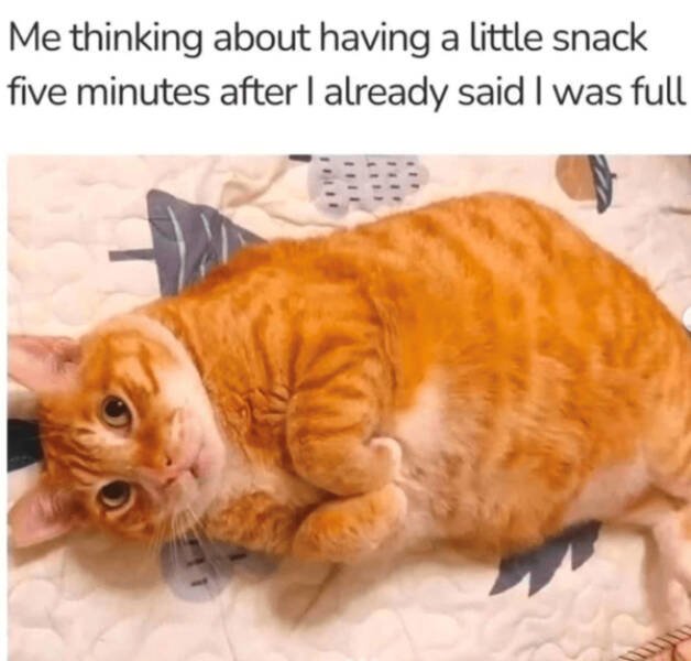 Memes For Cat Lovers (28 pics)