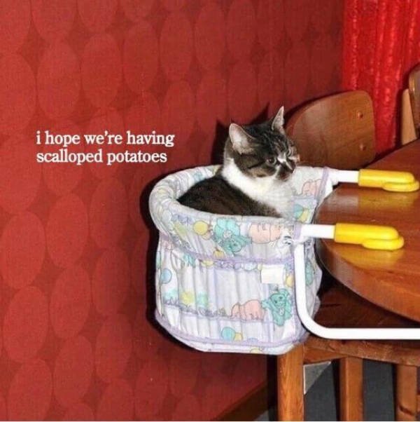 Memes For Cat Lovers (28 pics)