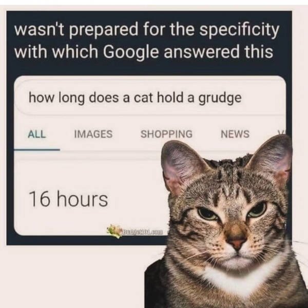 Memes For Cat Lovers (28 pics)