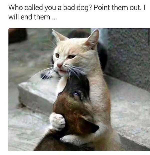 Memes For Cat Lovers (28 pics)