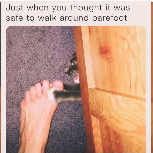 Memes For Cat Lovers (28 pics)