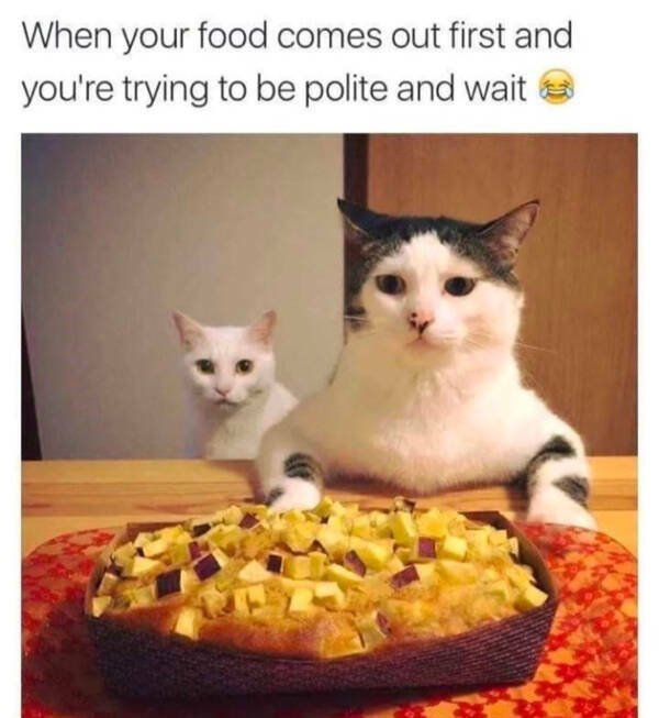Memes For Cat Lovers (28 pics)