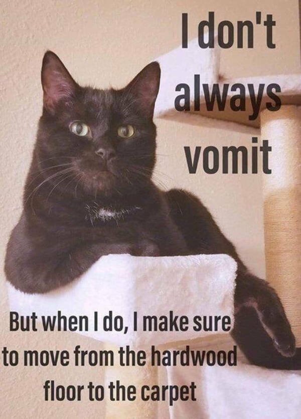 Memes For Cat Lovers (28 pics)