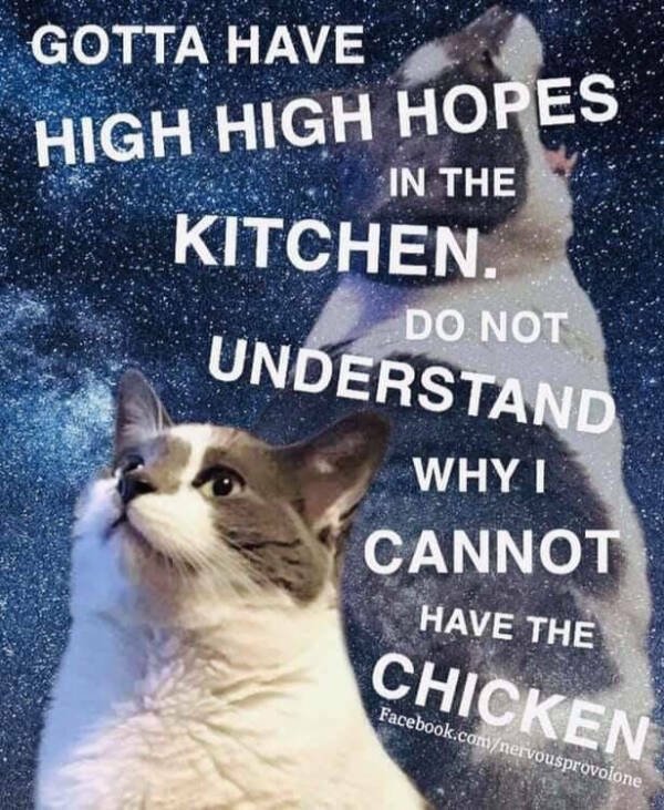 Memes For Cat Lovers (28 pics)