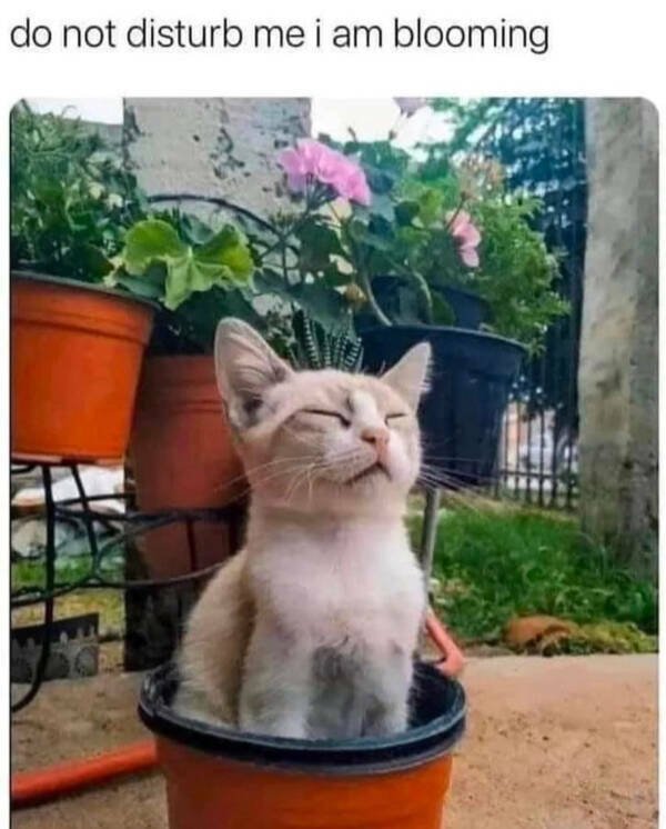 Memes For Cat Lovers (28 pics)
