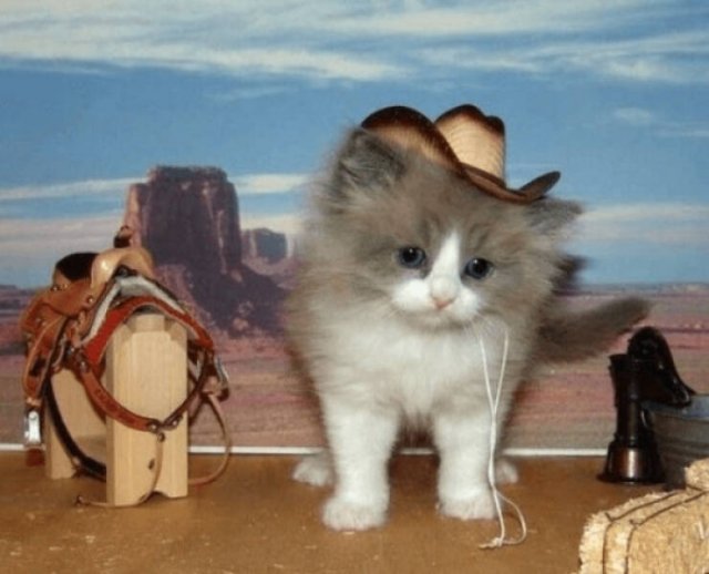 Memes For Cat Lovers (28 pics)