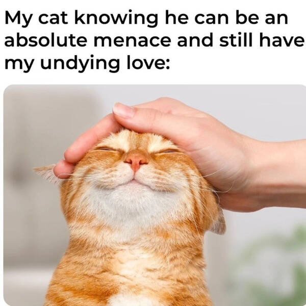 Memes For Cat Lovers (28 pics)