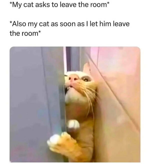 Memes For Cat Lovers (28 pics)